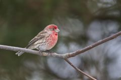 House Finch, Carpodacus mexicanus