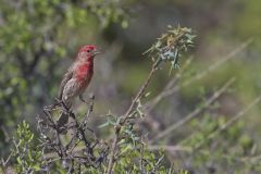 House Finch, Carpodacus mexicanus