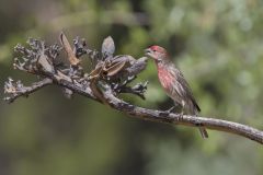 House Finch, Carpodacus mexicanus