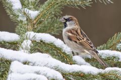 House Sparrow, Passer domesticus