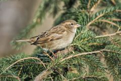 House Sparrow, Passer domesticus
