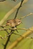 House Wren, Troglodytes aedon