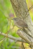 House Wren, Troglodytes aedon