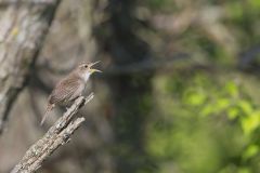 House Wren, Troglodytes aedon