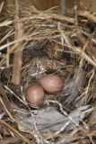 House Wren, Troglodytes aedon