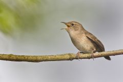 House Wren, Troglodytes aedon
