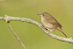 House Wren, Troglodytes aedon