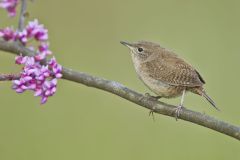 House Wren, Troglodytes aedon