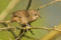 House Wren, Troglodytes aedon
