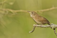 House Wren, Troglodytes aedon
