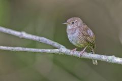 House Wren, Troglodytes aedon