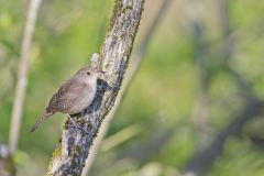 House Wren, Troglodytes aedon