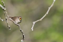 House Wren, Troglodytes aedon