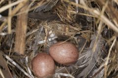House Wren, Troglodytes aedon