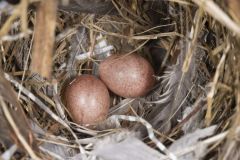 House Wren, Troglodytes aedon