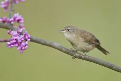 House Wren, Troglodytes aedon