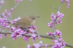 House Wren, Troglodytes aedon