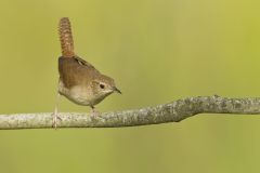 House Wren, Troglodytes aedon