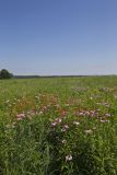 Huffman Prairie