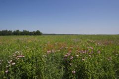 Huffman Prairie