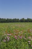 Huffman Prairie