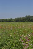 Huffman Prairie