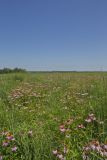 Huffman Prairie