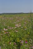 Huffman Prairie