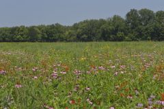 Huffman Prairie