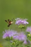 Hummingbird clearwing, Hemaris thysbe