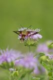 Hummingbird clearwing, Hemaris thysbe