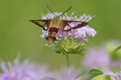 Hummingbird clearwing