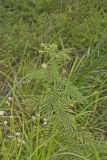 Illinois bundleflower, Desmanthus illinoensis
