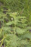 Illinois bundleflower, Desmanthus illinoensis