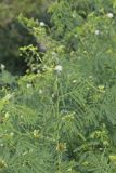 Illinois bundleflower, Desmanthus illinoensis