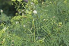 Illinois bundleflower