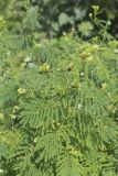 Illinois bundleflower, Desmanthus illinoensis