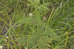 Illinois bundleflower, Desmanthus illinoensis