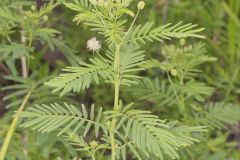 Illinois bundleflower, Desmanthus illinoensis