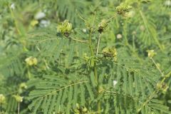 Illinois bundleflower, Desmanthus illinoensis