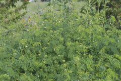 Illinois bundleflower, Desmanthus illinoensis