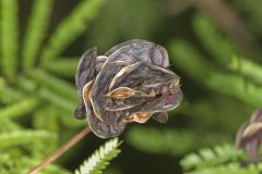 Illinois bundleflower, Desmanthus illinoensis