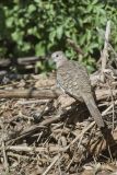 Inca Dove, Columbina inca
