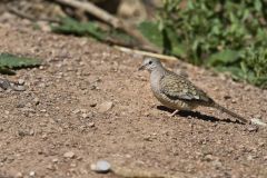 Inca Dove, Columbina inca