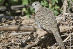 Inca Dove, Columbina inca