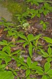 Indian Cucumber-root, Medeola virginiana