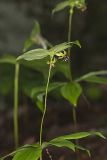 Indian Cucumber-root, Medeola virginiana