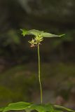 Indian Cucumber-root, Medeola virginiana