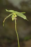 Indian Cucumber-root, Medeola virginiana