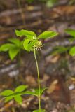 Indian Cucumber-root, Medeola virginiana